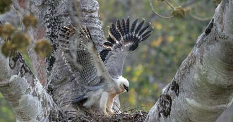 Cobre Panam y Fondo Peregrino refrendan alianza para conservar el Ave Nacional de Panam