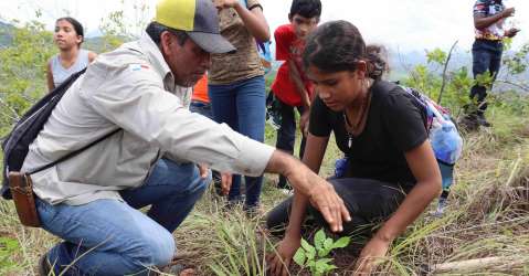 Cobre Panam apoya reforestacin en el Cerro Guacamaya