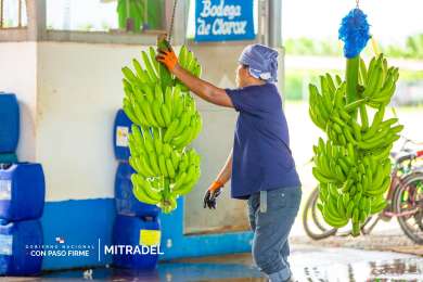 Trabajadores bananeros no sern afectados por la Ley 462, reitera Mitradel