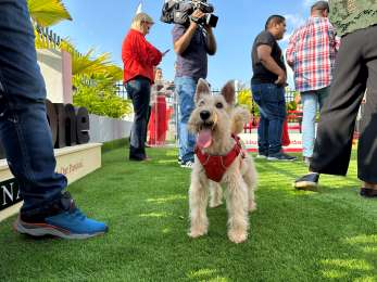Ms bienestar y menos estrs: los beneficios que impulsan el auge de las oficinas pet-friendly