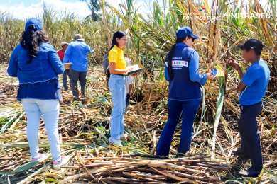 Panam� refuerza inspecciones contra el trabajo infantil en fincas agr�colas y zonas comerciales