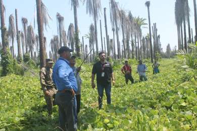 Realizan inspecciones contra el trabajo infantil, ahora en fincas de palma aceitera en Chiriqu